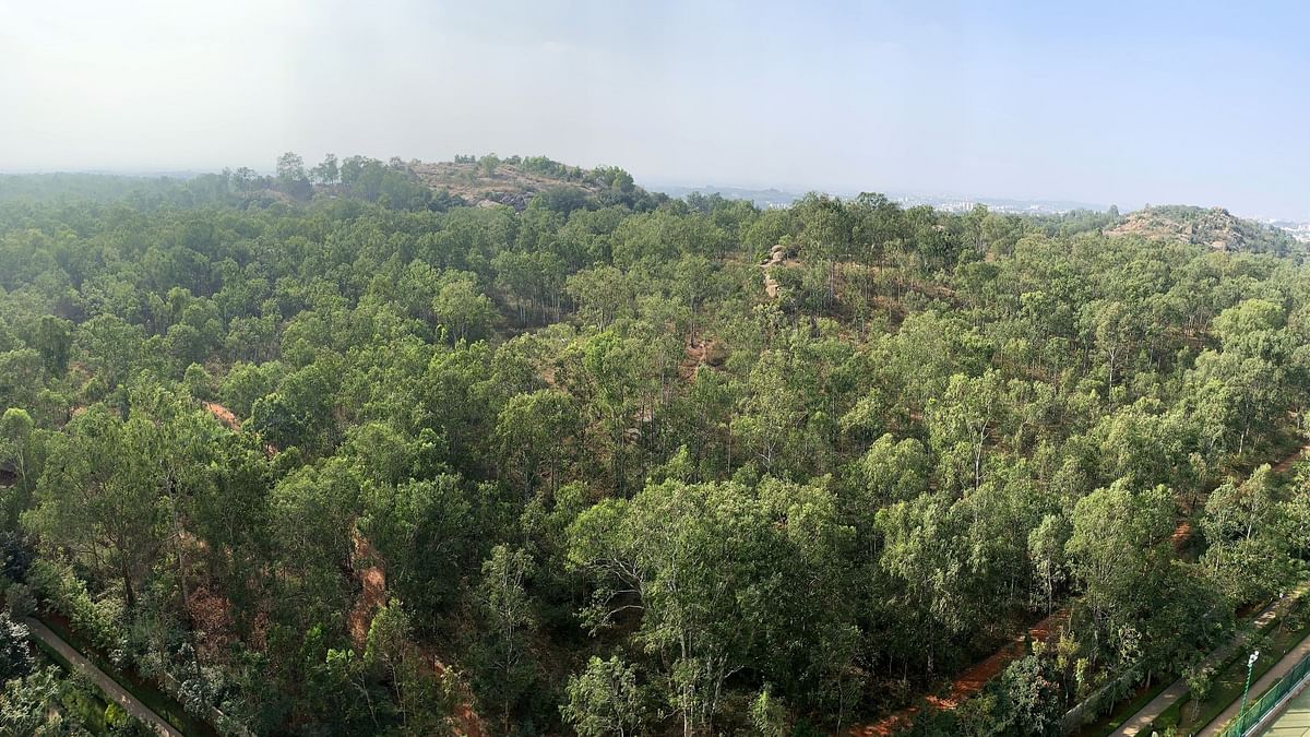 Plot to grab forest land by altering its status foiled in Karnataka