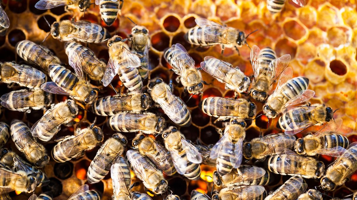 Man killed, 4 others injured in bee attack in Madhya Pradesh's Dhar