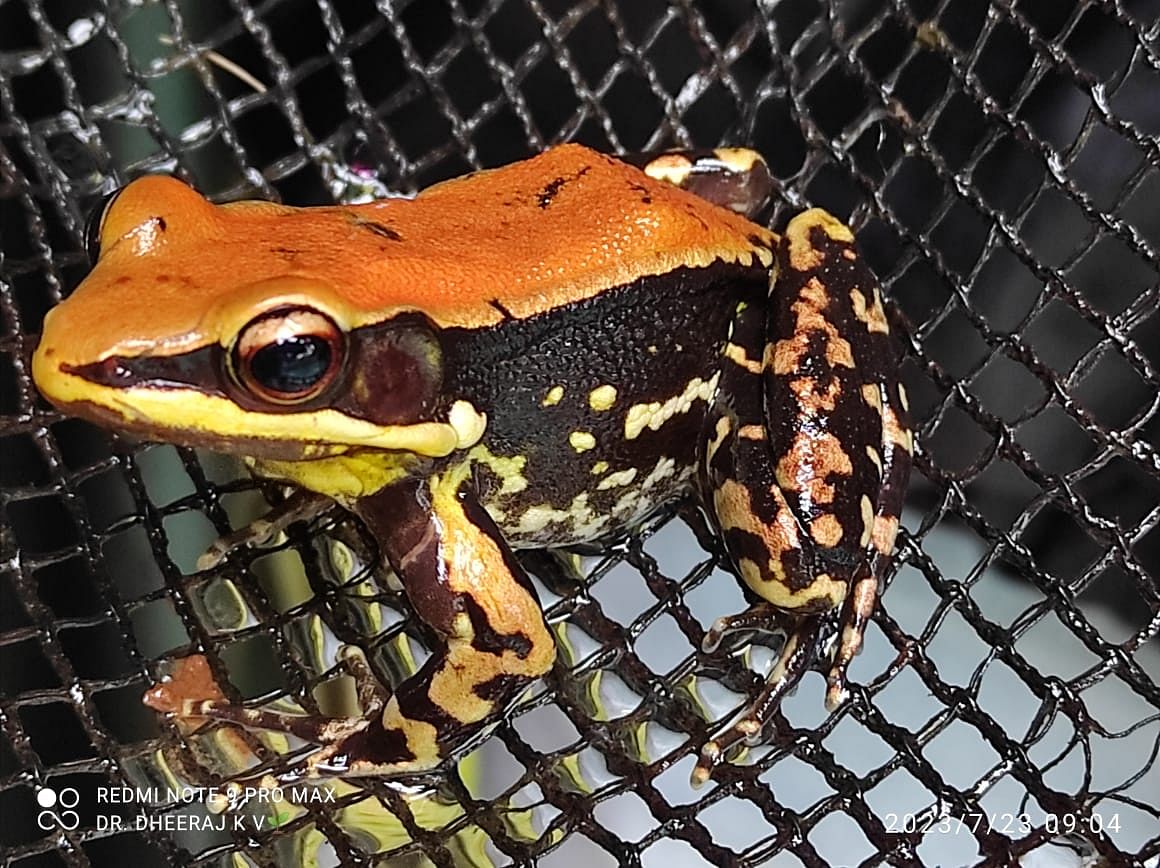 Fungoid frog 