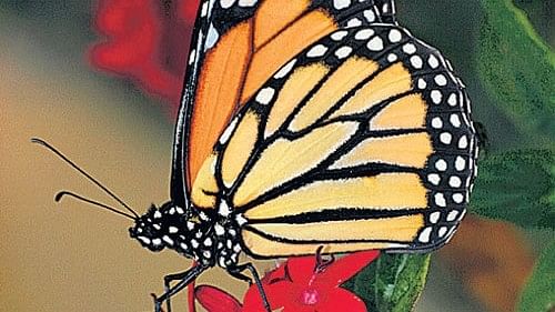 Study lists 202 butterfly species in urban spaces