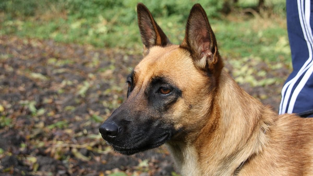 Davangere Police dog Tara helps in cracking murder case