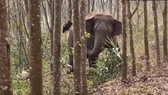 Wild jumbo finds bag of drugs in China, internet pitches 'Opium Elephant' flick next