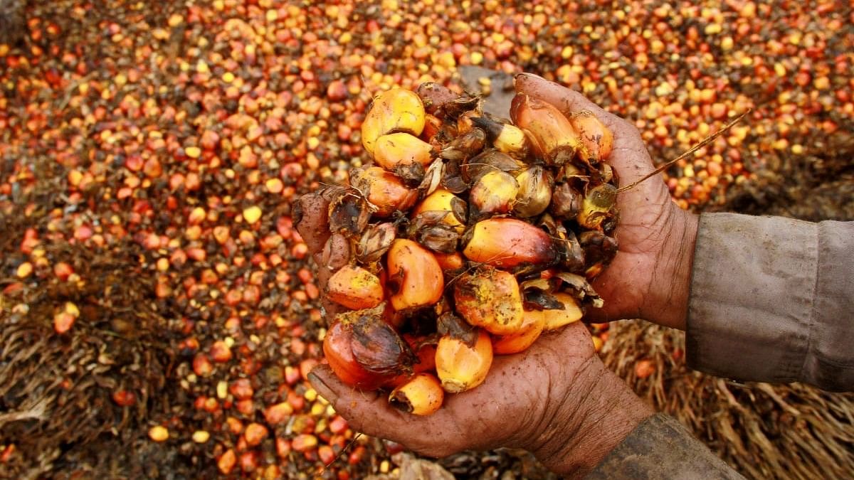 India's July palm oil imports jump 59% as discounts widen