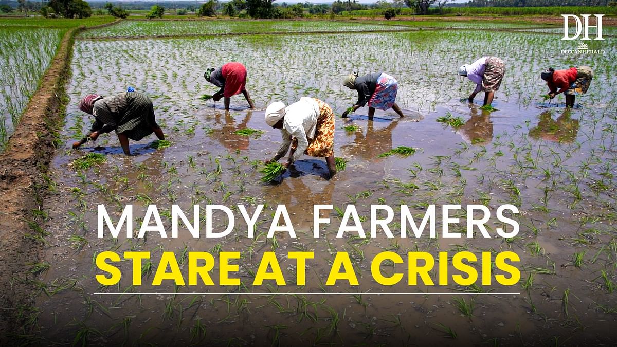Farmers in Karnataka's Mandya face issues in farming due to less rainfall this monsoon