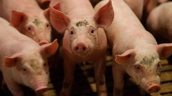 2 women among 3 beaten to death after pigs destroy crops in Jharkhand
