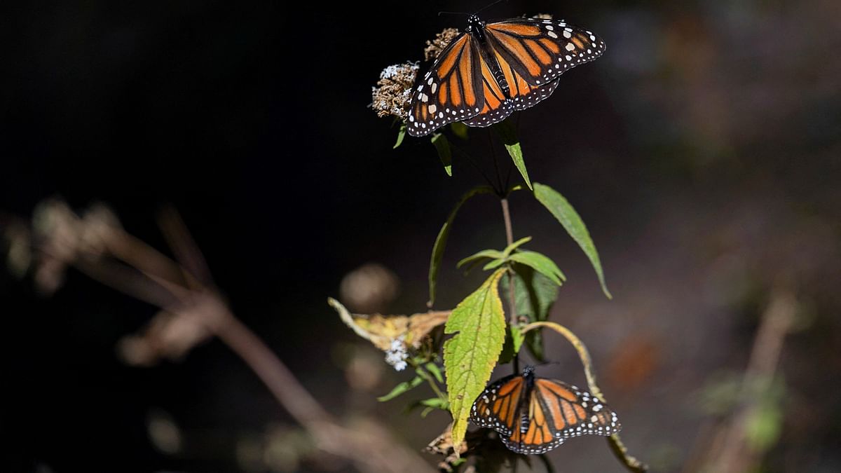 Odisha's Sambalpur to soon get butterfly park