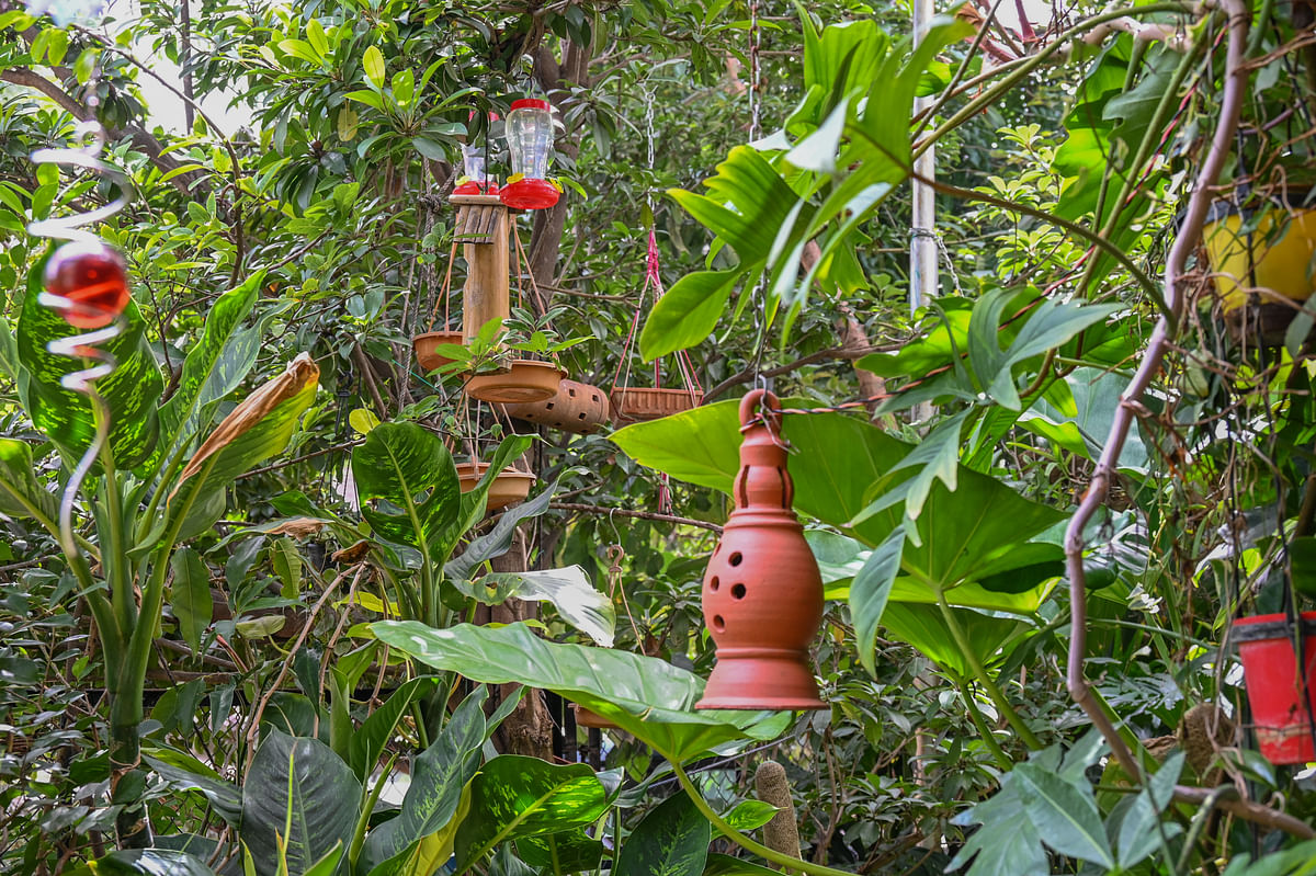 Bird feeders in Nayak