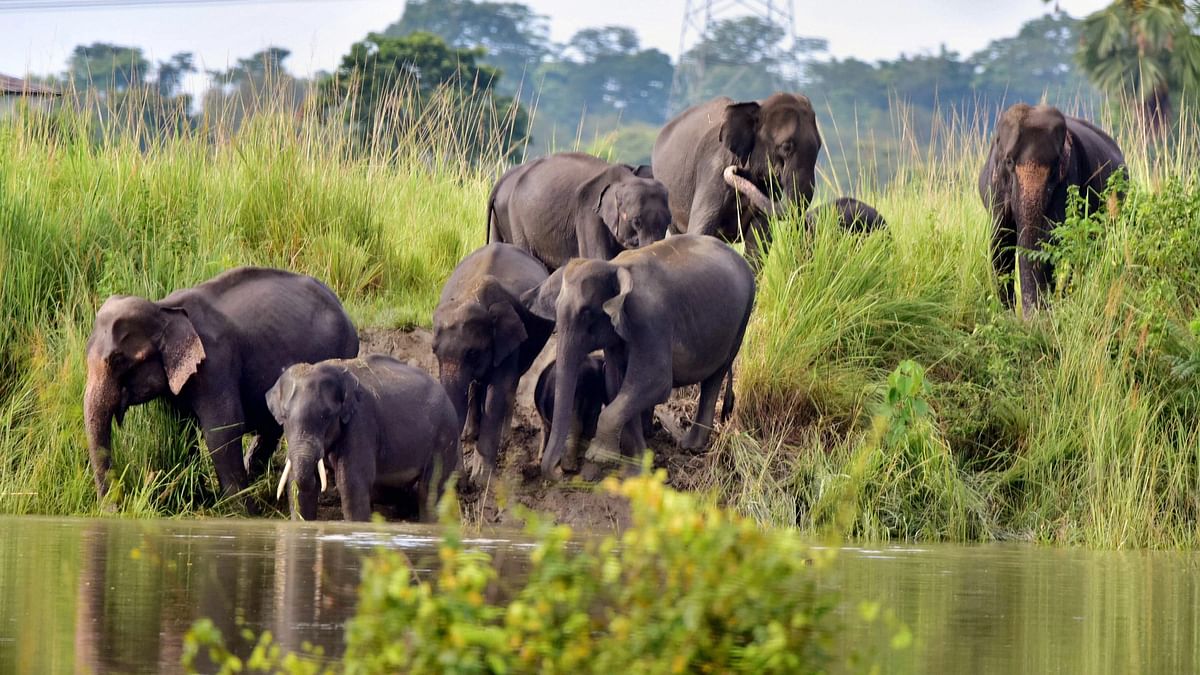 Elephants get rakhi as environmentalists take pledge to protect them