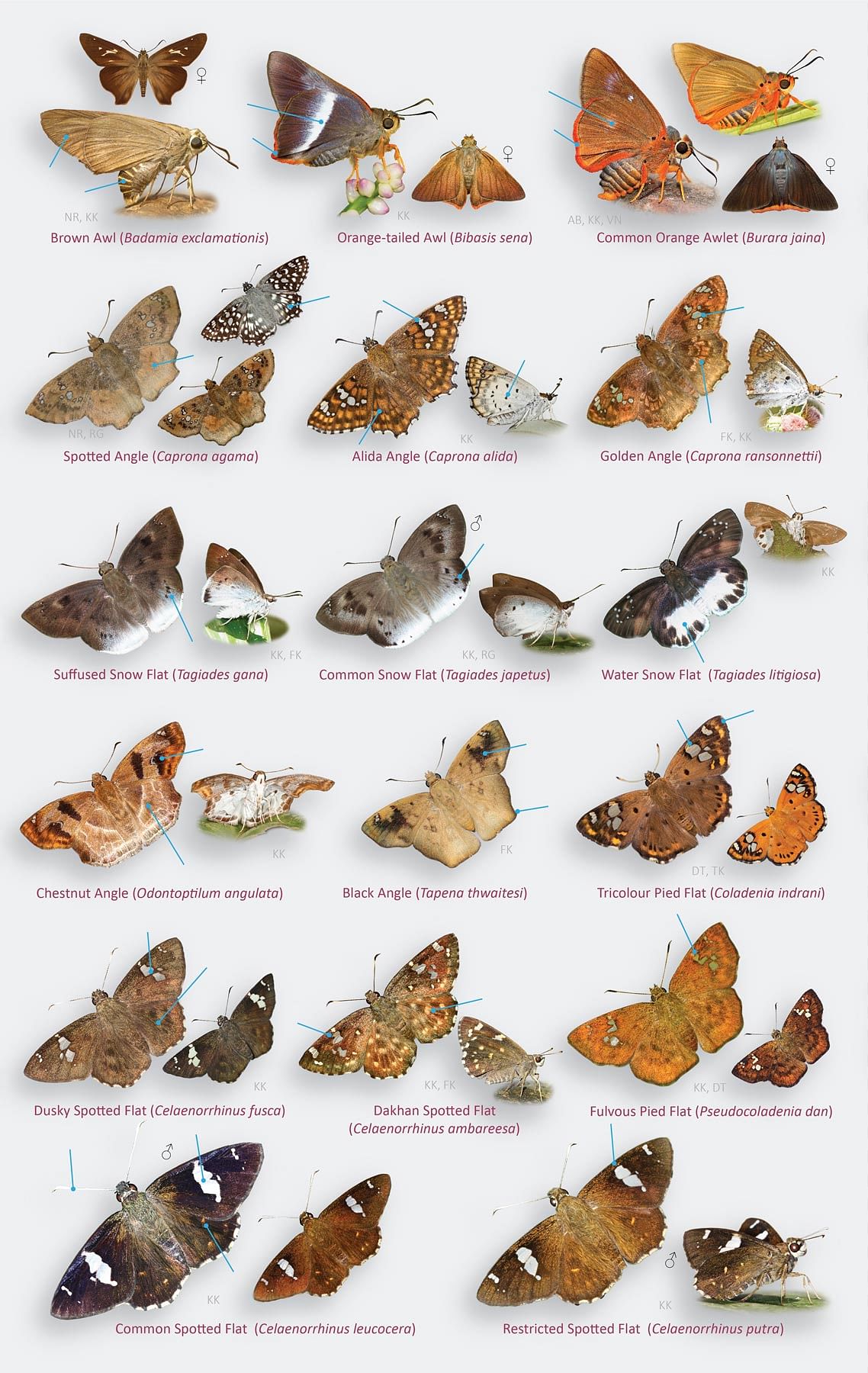 Butterfly species documented in the brochure.