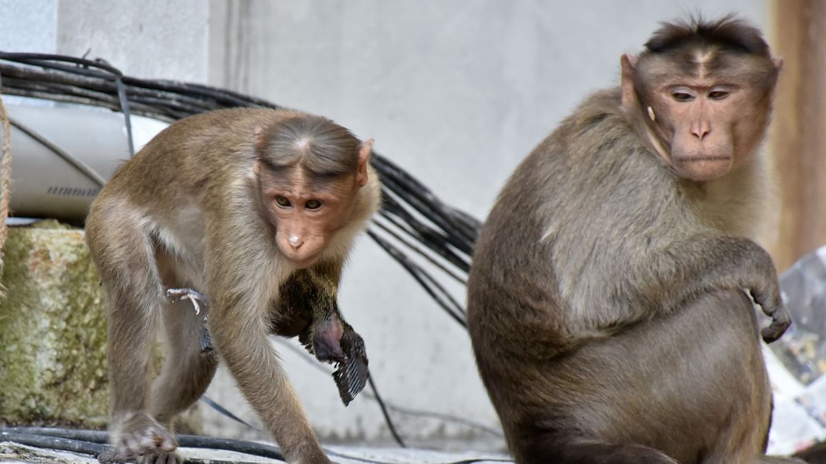 Monkey encounters rise as Bengaluru pushes its borders