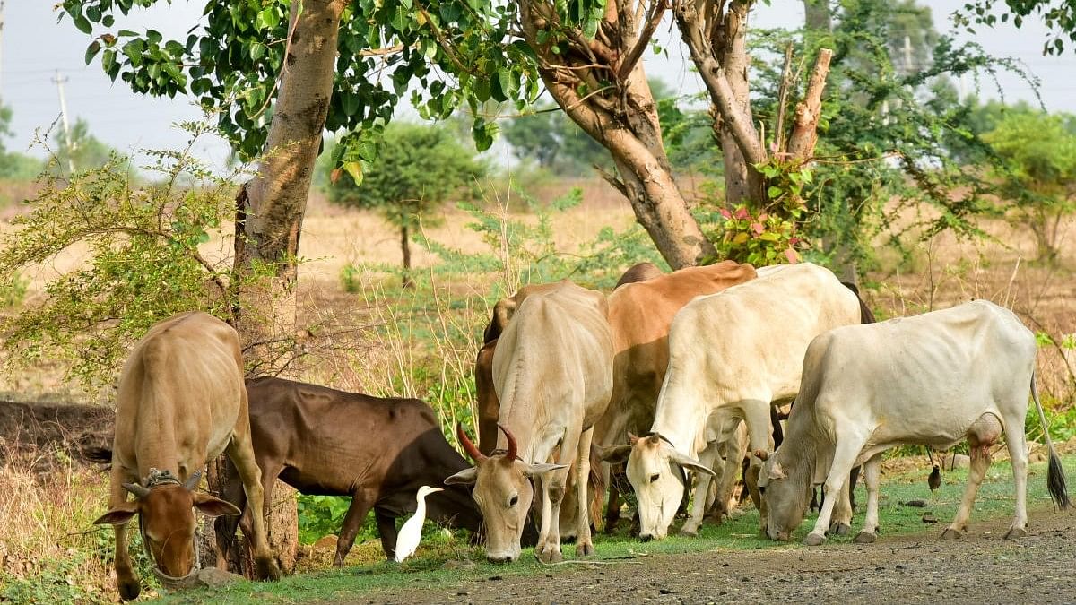 Cow slaughter: Back to 1964 law?