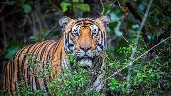 Maharashtra: Tiger electrocuted in Bhandara, one person held