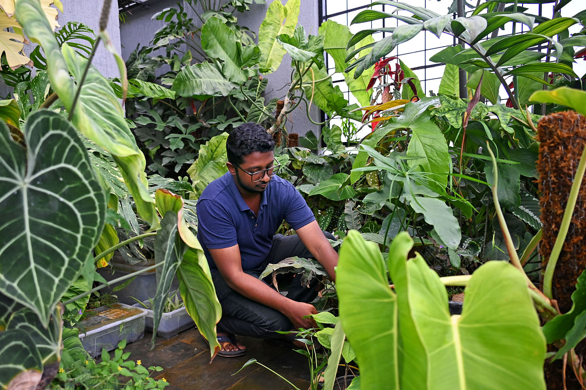 Plant consultant Navneeth Kumar examines a leaf in his greenhouse l ocated on his terrace. Photo by PUSHKAR V