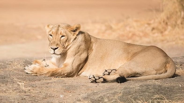 Vizag Zoo receives lioness in animal exchange programme