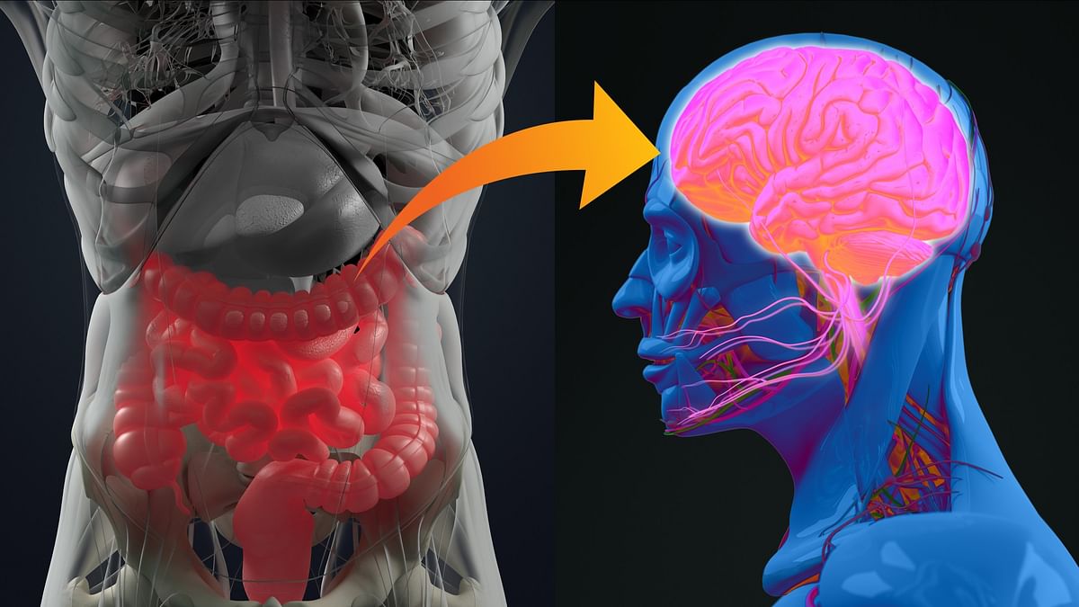 The gut-brain axis: Ties that bind