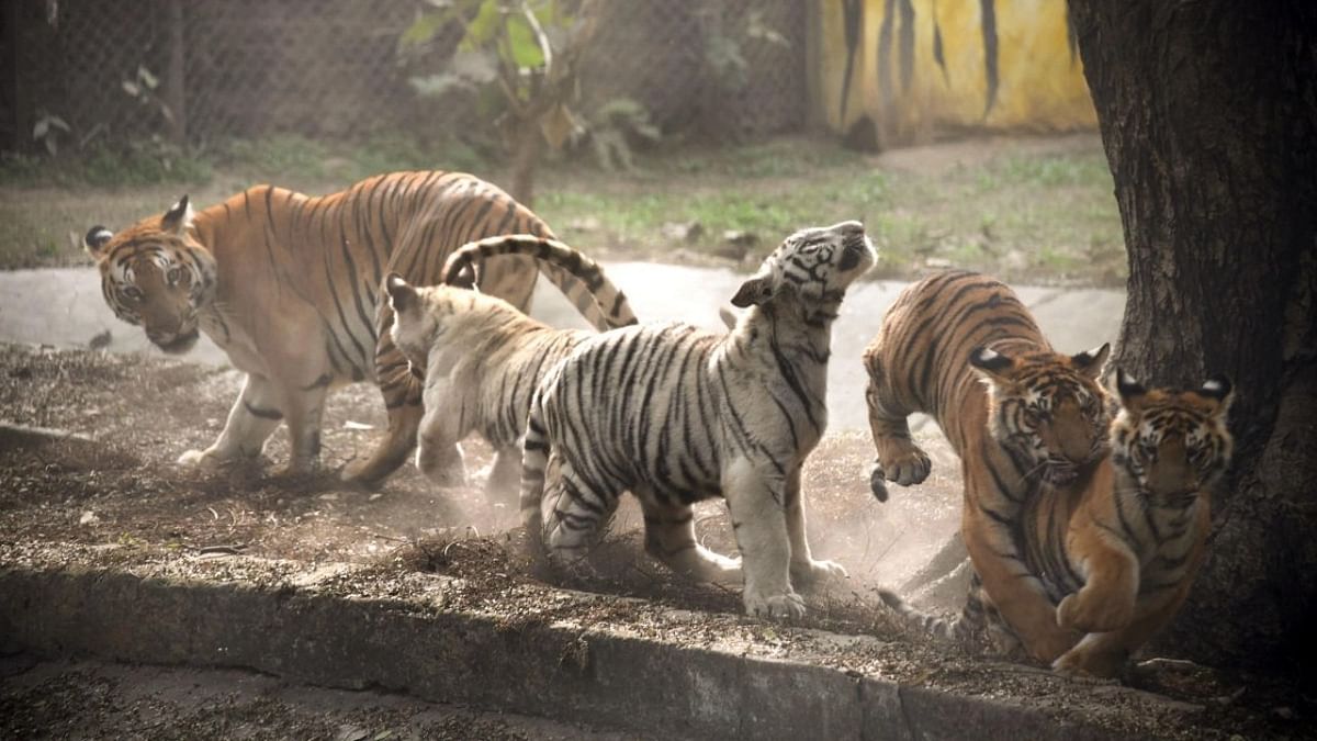 Tiger cubs found dead at Tamil Nadu reserve; probe ordered