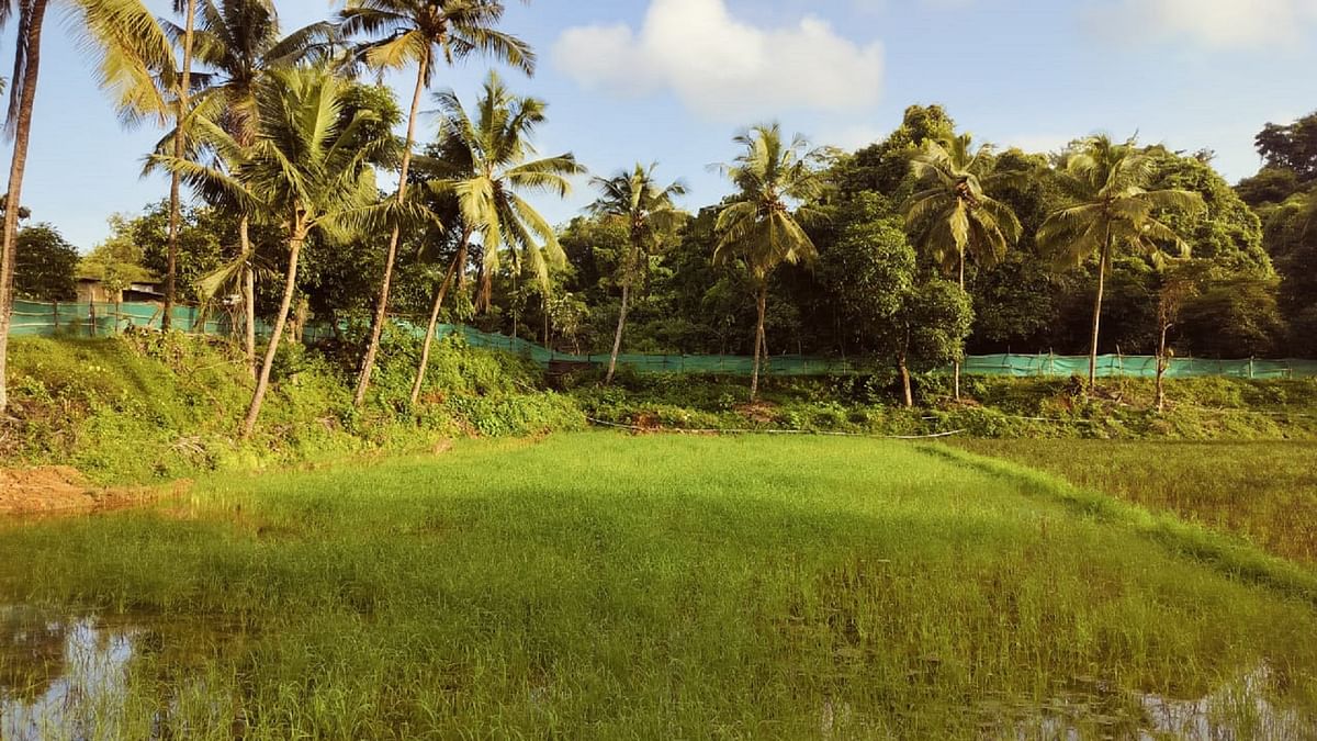 A paddy field in Shroor in Udupi district that had been fallow for over 10 years.
