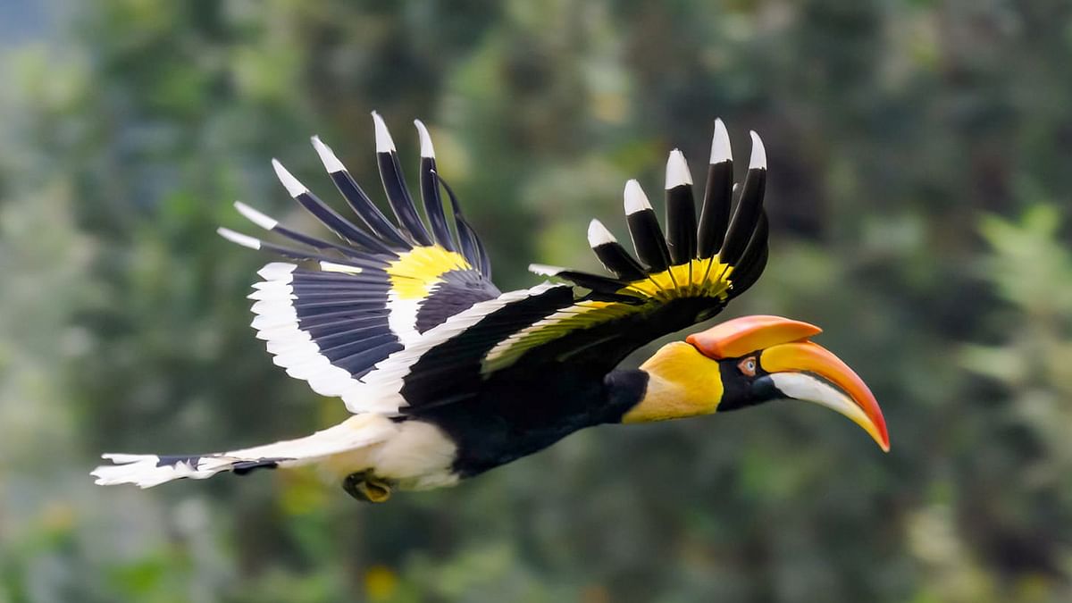 Hornbills faces threat, shows SoIB report 