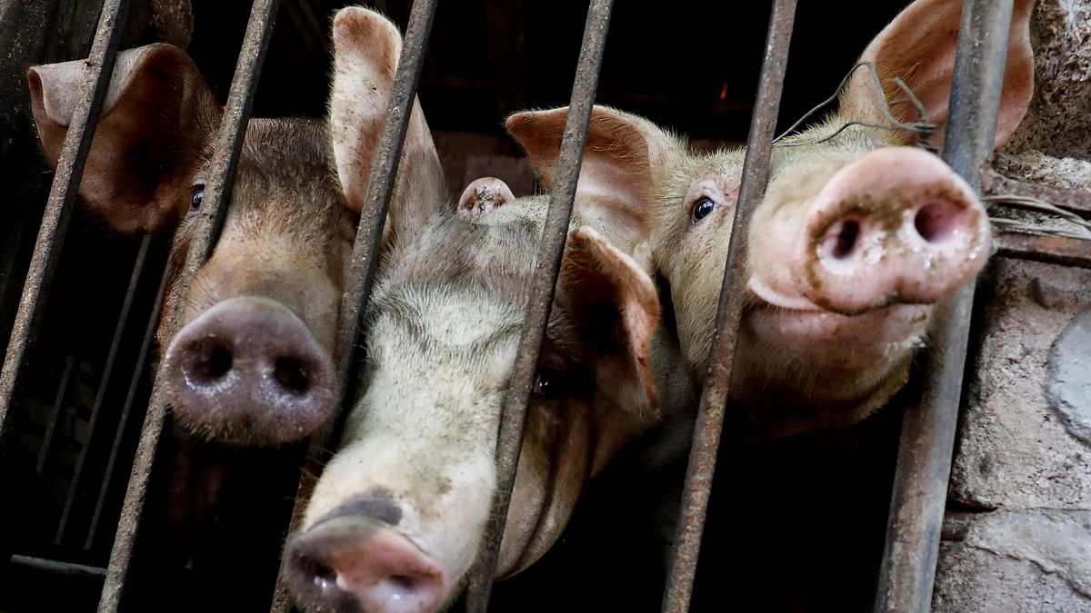African swine flu reported in Kerala hamlet; pigs ordered to be culled