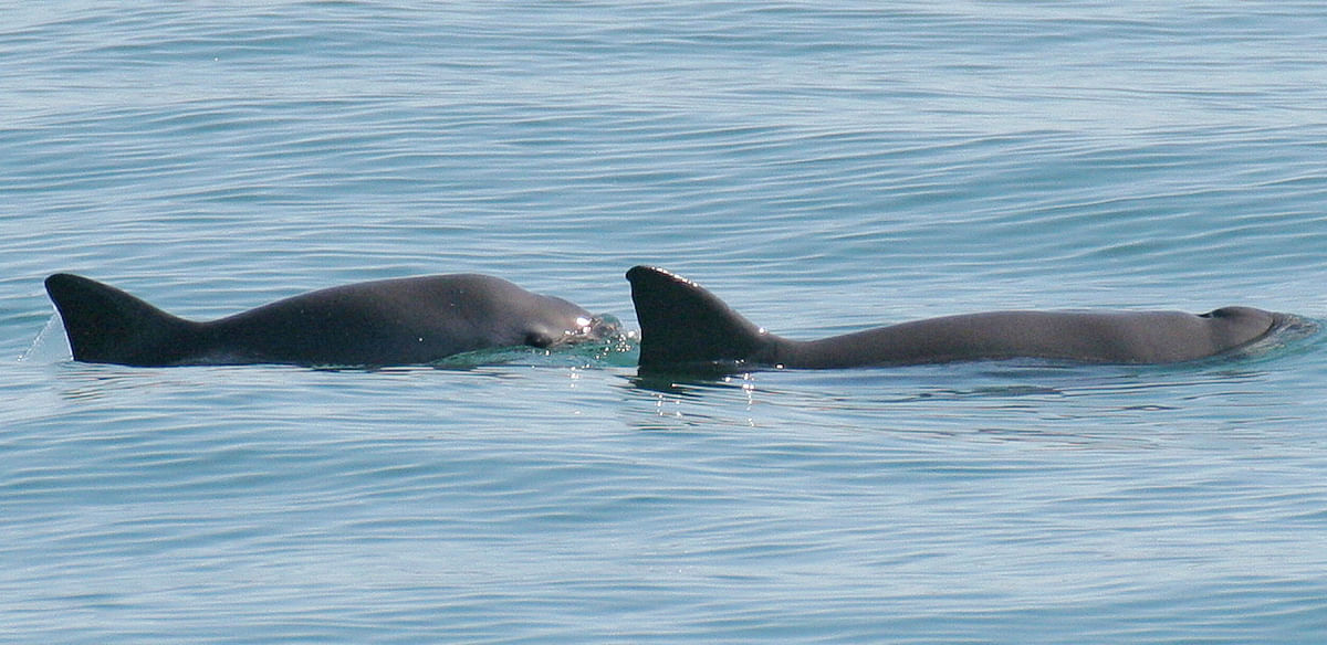 A mother and calf vaquita, a critically endangered small tropical porpoise native to MexicoÕs Gulf of California, surface in the waters off San Felipe, Mexico in this handout picture taken in 2008.