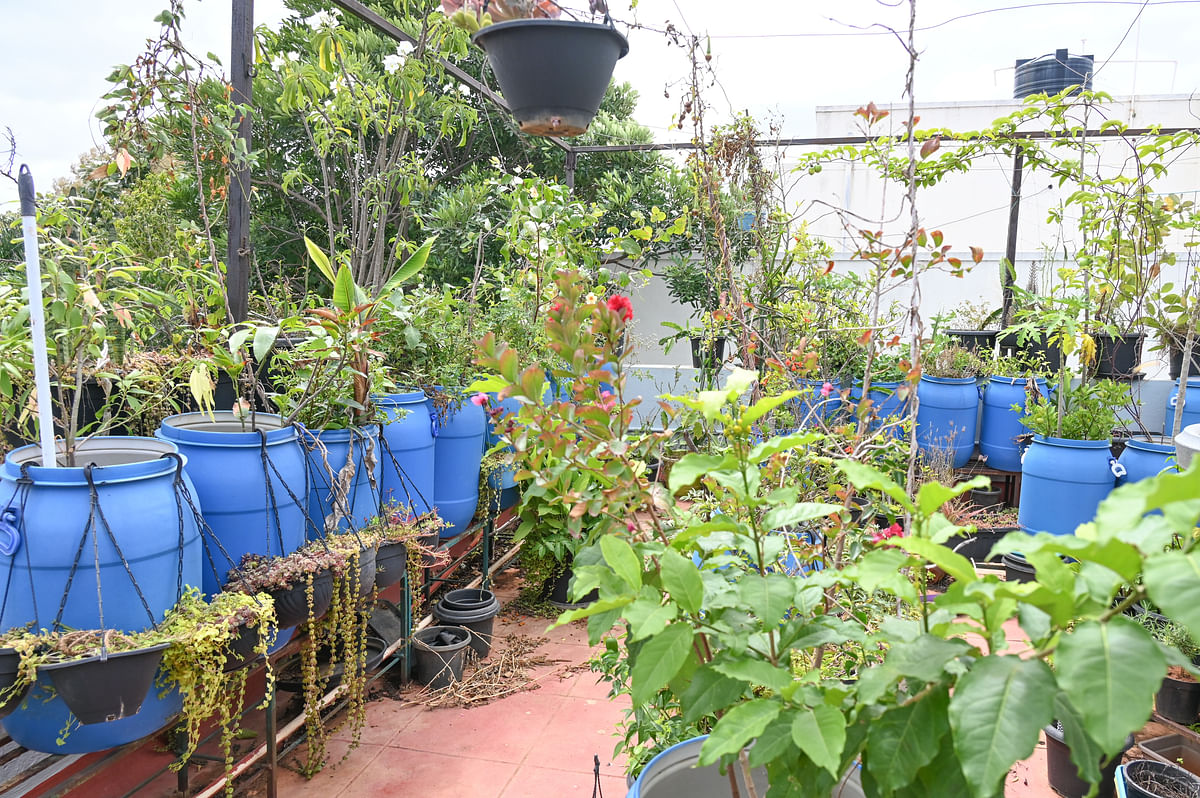 Plant consultant Navneeth Kumar examines a leaf in his greenhouse located on his terrace (top); Sumesh Nayak’s terrace garden. DH Photos /Pushkar V & S K Dinesh