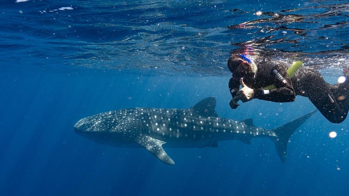 Having a whale shark of a time in Ningaloo Reef