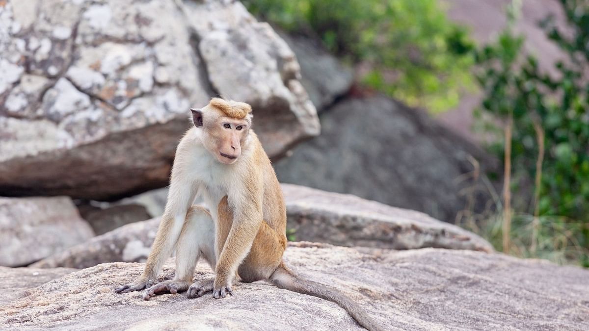 Feeding monkeys in Sikkim will invite a fine of Rs 5,000