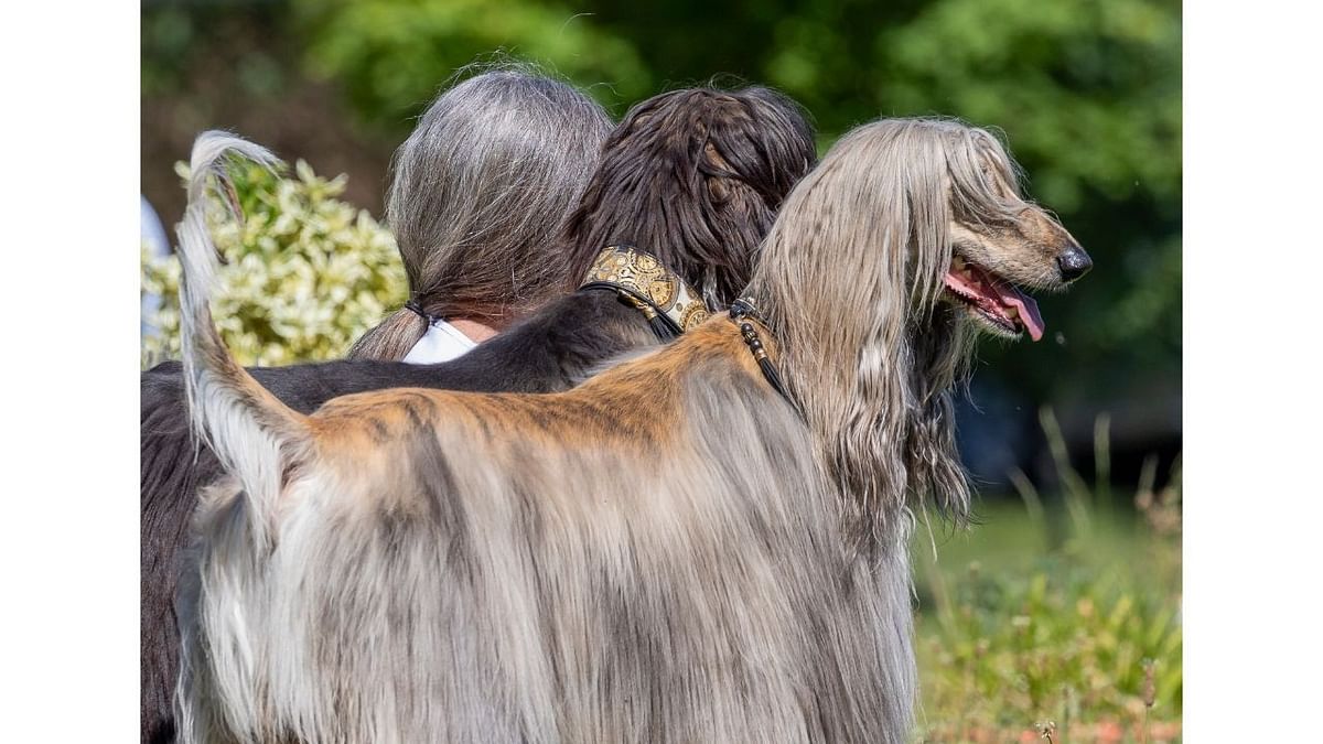 Pets Who Look Like Owners Category Winner: Klaus Peter Selzer with 'The-three-Greys'.
