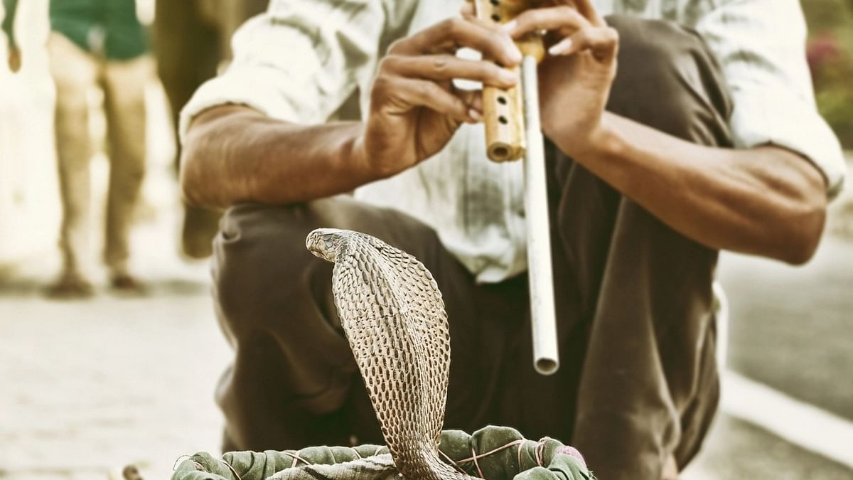 Gurugram: Snake charmers arrested for robbing people at traffic signals