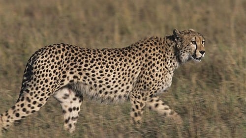 Laut Cheetah Conservation Fund ist Indiens Wiederansiedlungsprojekt trotz ...