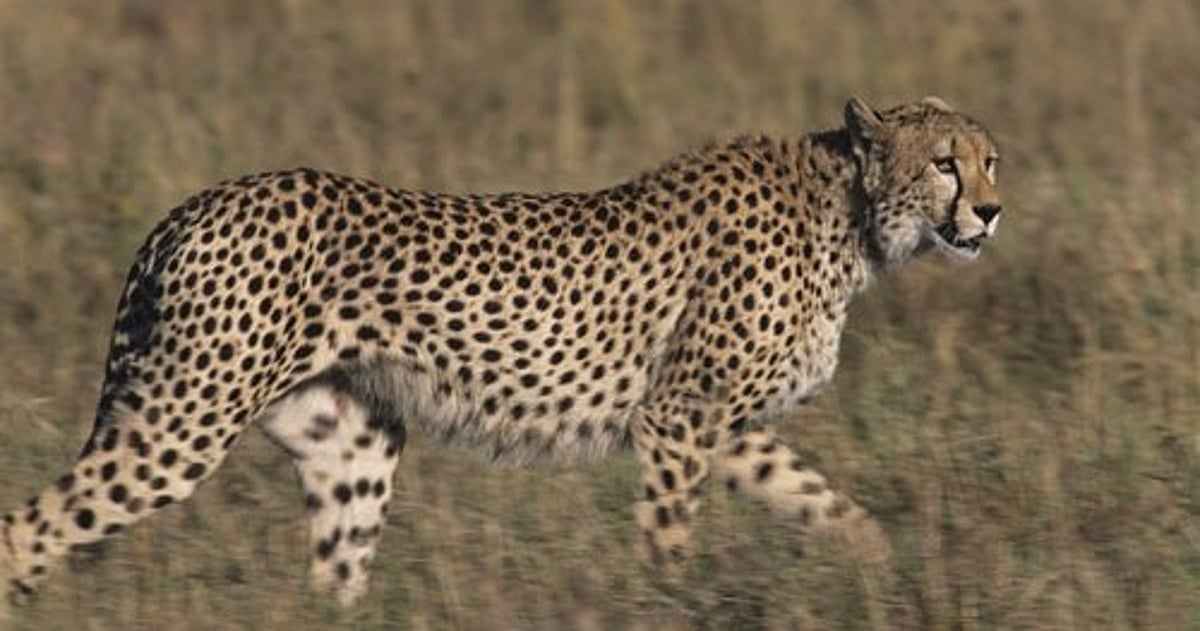 Laut Cheetah Conservation Fund ist Indiens Wiederansiedlungsprojekt trotz ...