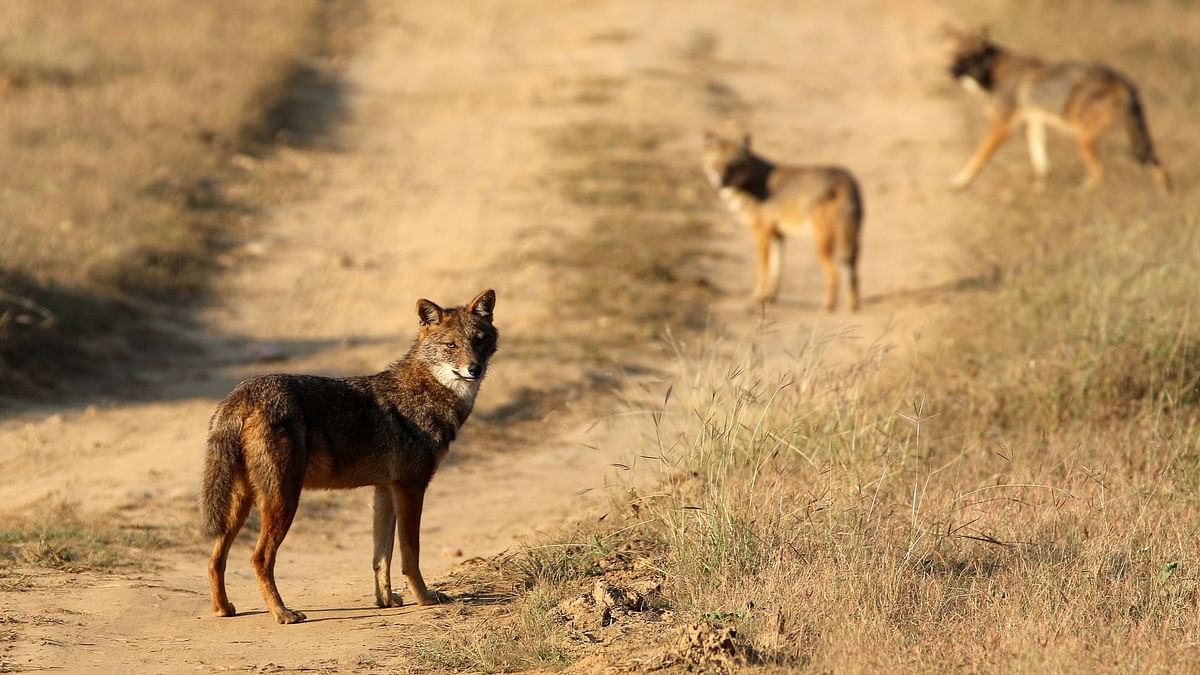 Wild jackal attacks two in Jhakhand's Ramgarh, killed