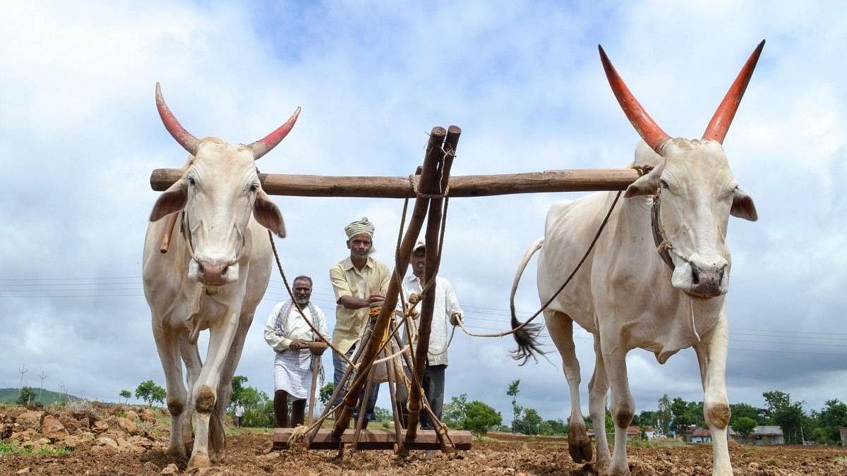 Food grain target unlikely, Karnataka may suffer 52% crop loss