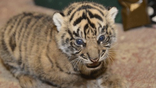 Tiger cub dies six days after birth in Aurangabad zoo