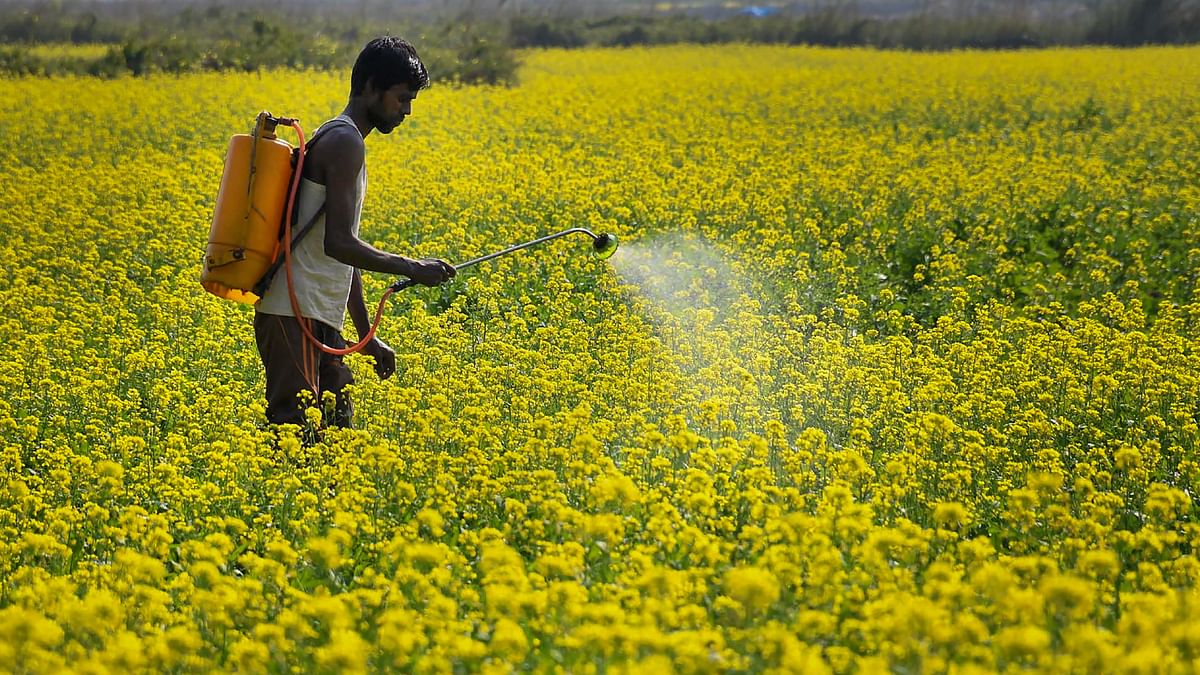 Ahead of SC hearing on GM mustard, activists point to Centre's violations