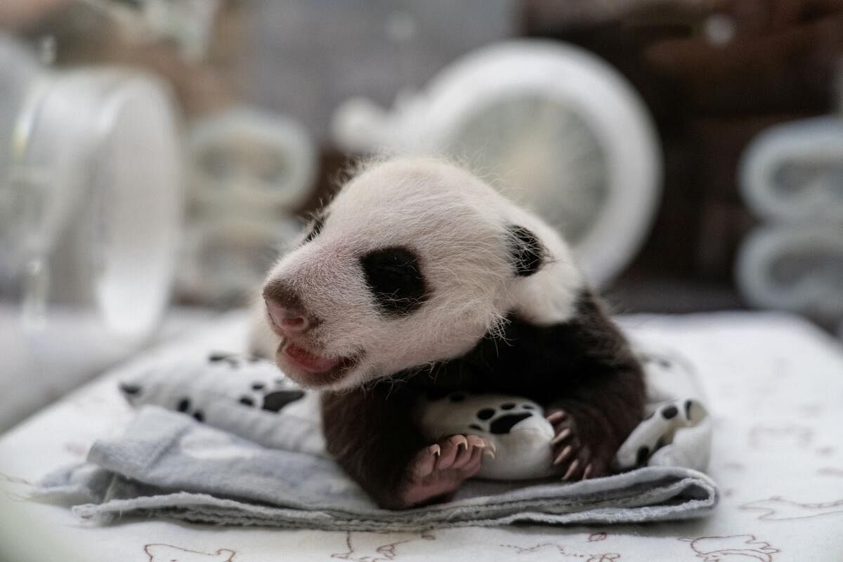 A one-month-old female giant panda cub lies in an incubator at the Moscow Zoo in Russia. 