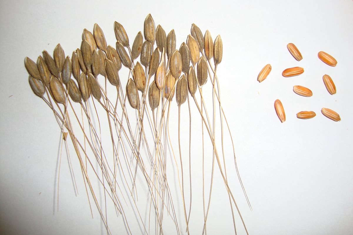 A close-up view of Kagga paddy.