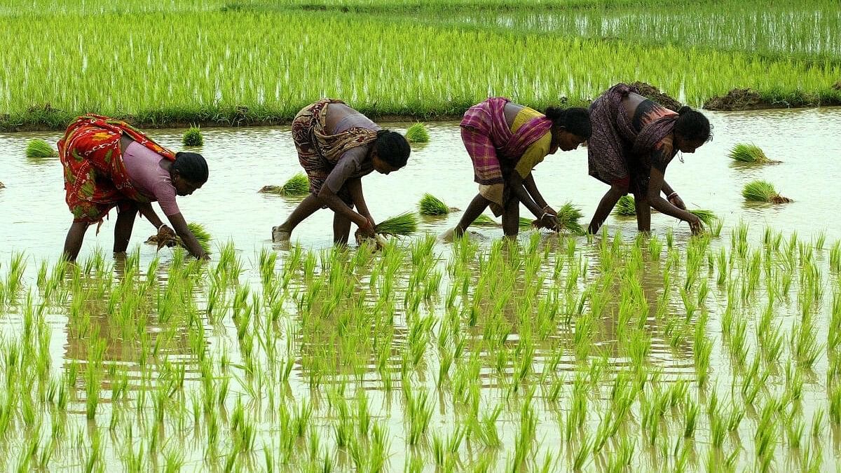 Rice ban export is regulation rather than restriction for food security: India to WTO's agri committee meet