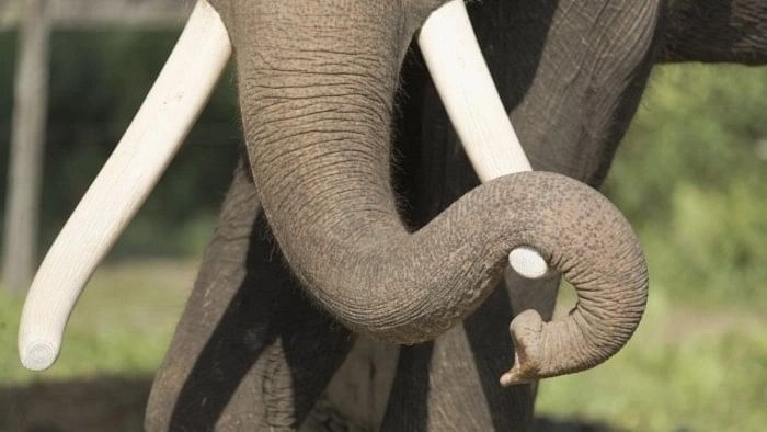 Two injured after elephant attacks car