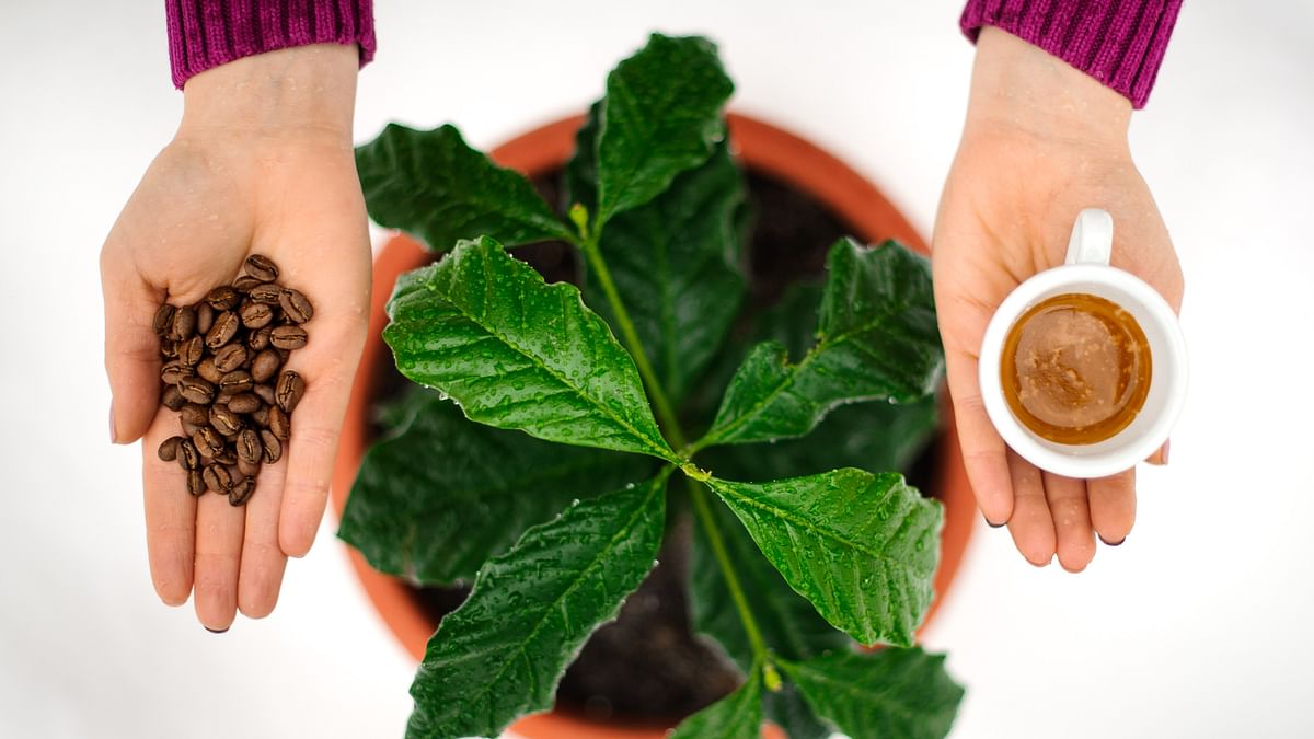 Share a cup of coffee with your plants!