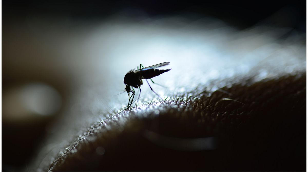 Dengue cases in Dakshina Kannada on the rise; 198 infections since January