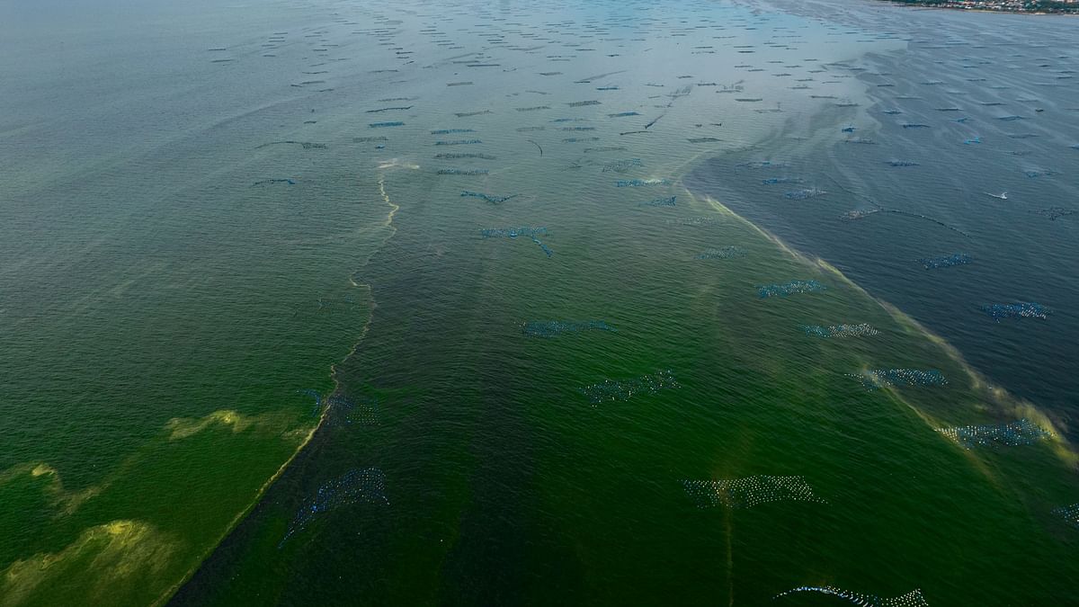 An aerial view of mussel farms surrounded by green sea water caused by plankton bloom at Chonburi's coastline, in Thailand, September 14, 2023.