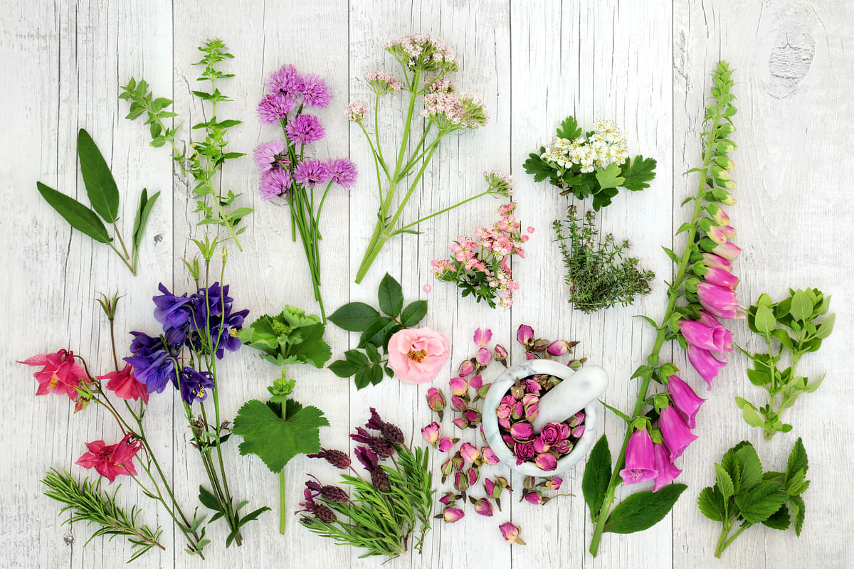 Herb and flower selection used in natural alternative herbal medicine on rustic wood background. Top view flat lay.
Food Edible Flowers
