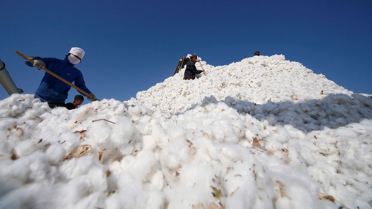 Farmers stack cotton at a cotton purchase station in Hami. 