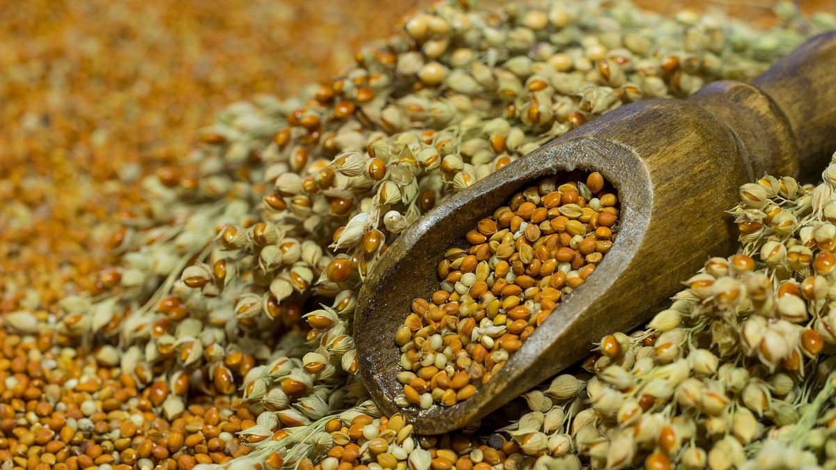 Odisha to hold international convention of millets on Nov 9, targets to procure 8 lakh quintals of ragi