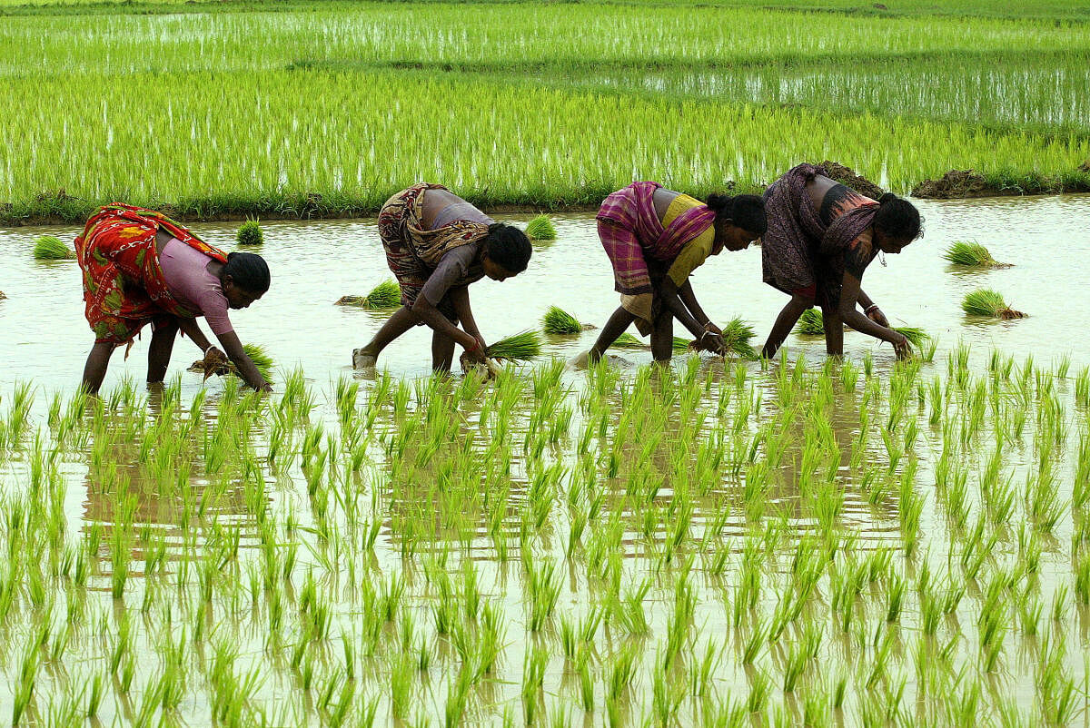 Women pluck rice from a paddy in West Bengal's Midnapore. 