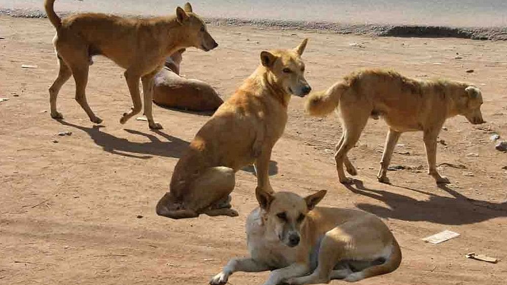 Bengaluru reports over 15,285 dog bite cases