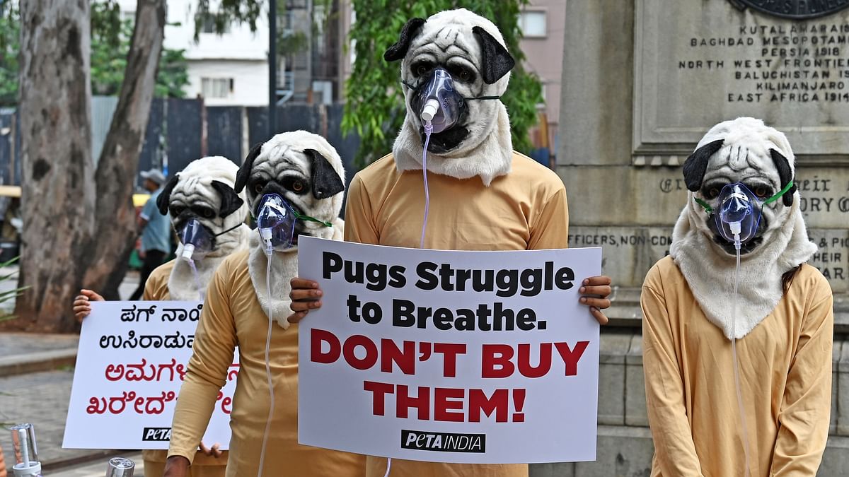 Pawsitive protest: PETA's fight for breathing-impaired breeds