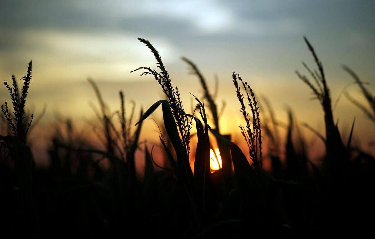 Corn plants are seen at sunset in a farm near Rafaela, Argentina.