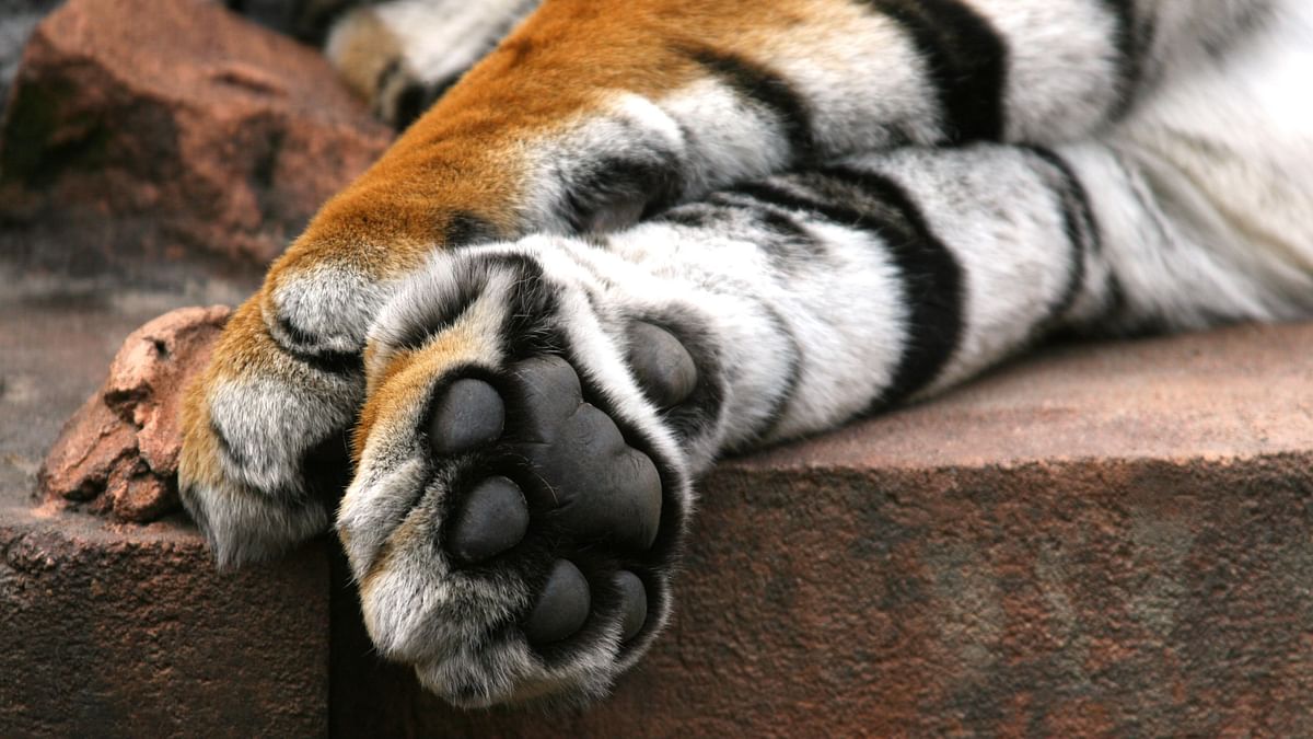 Tigress found dead in Maharashtra's Chandrapur district